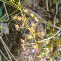 Drosera lunata Buch.-Ham. ex DC.